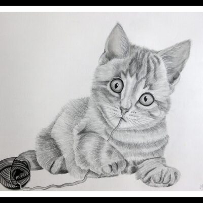 Pencil Sketch - Curious Cat