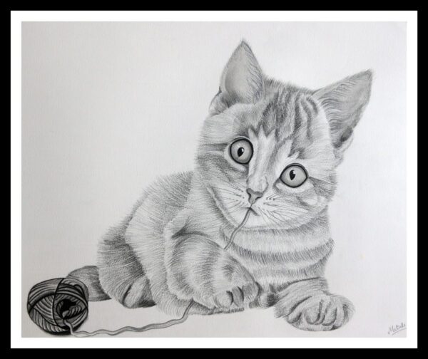 Pencil Sketch - Curious Cat