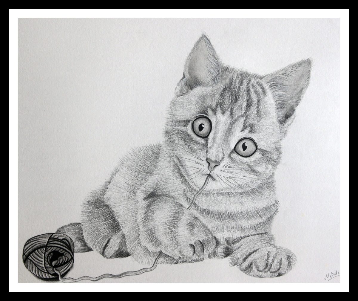 Pencil Sketch - Curious Cat | imagicArt