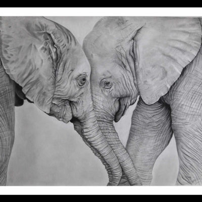 Pencil Sketch - Affectionate Elephants