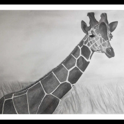 Pencil Sketch - Giraffe