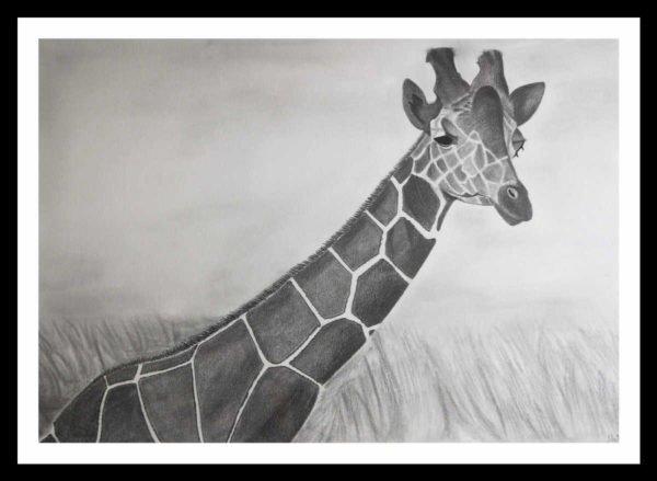 Pencil Sketch - Giraffe