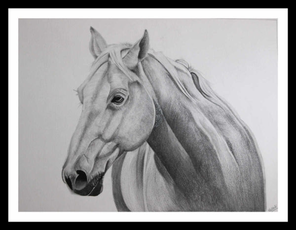 Pencil-sketch-horse