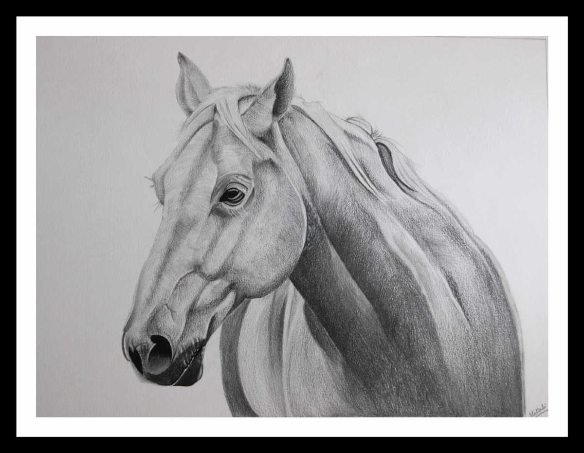 Pencil Sketch - Horse | imagicArt