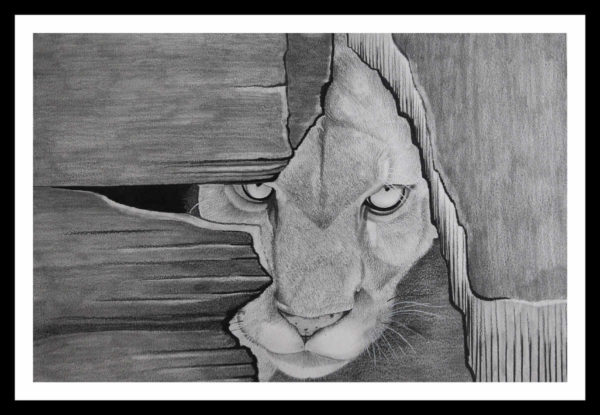 Pencil Sketch - Puma