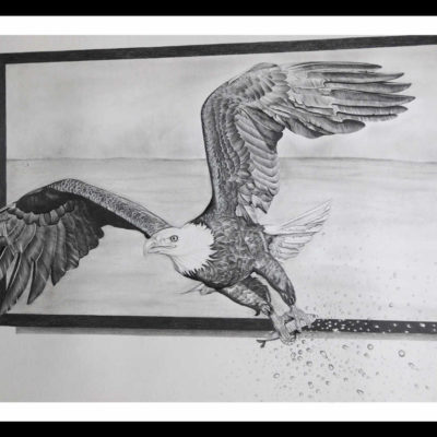 Pencil Sketch - Bald Eagle
