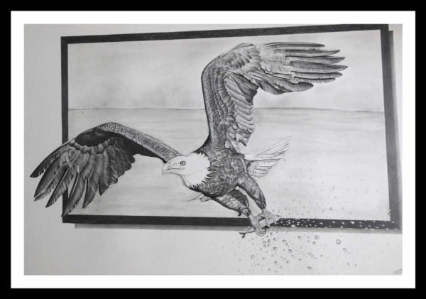 Pencil Sketch - Bald Eagle