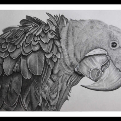 Pencil Sketch - Hyacinth Macaw Parrot