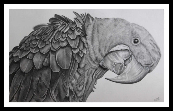 Pencil Sketch - Hyacinth Macaw Parrot