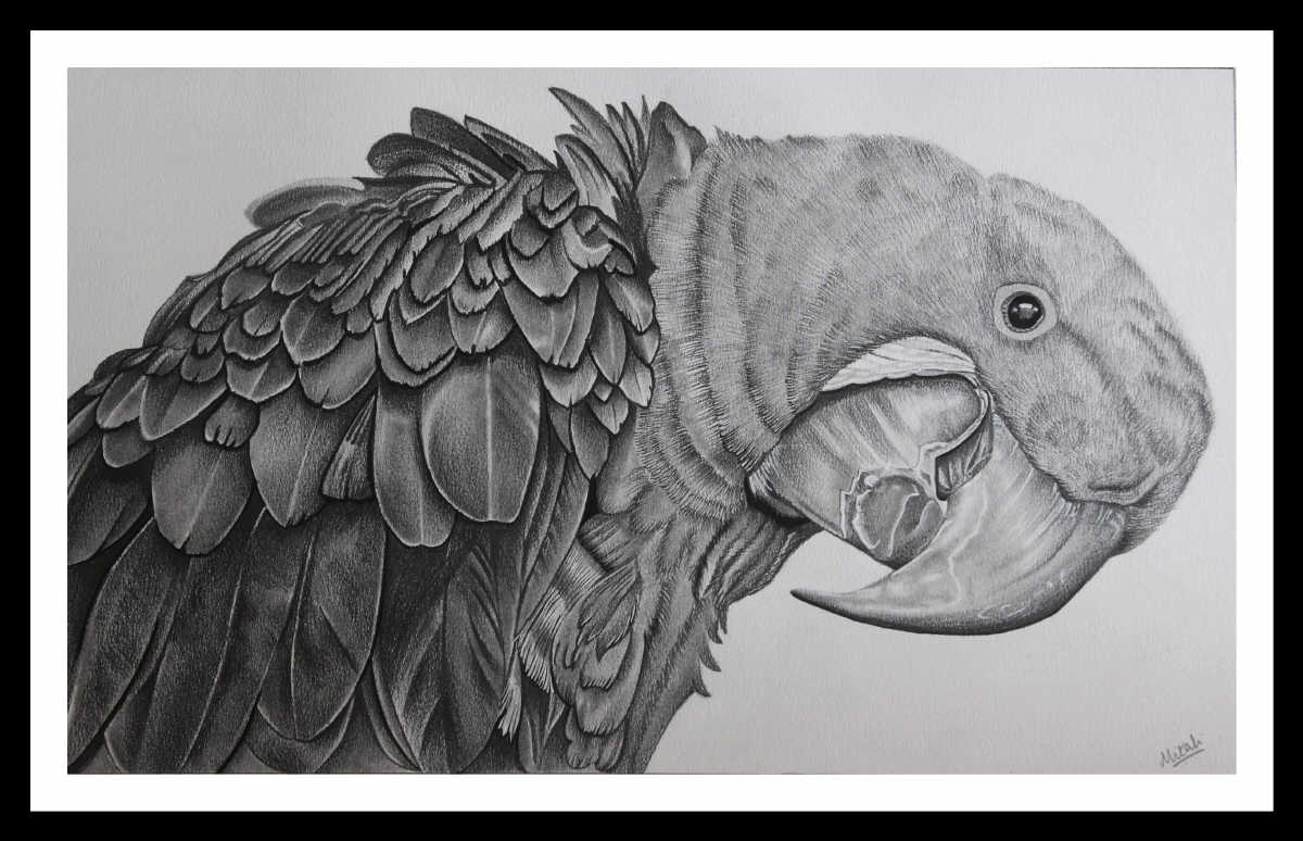 Little Parrot sketch by chlorofilla on DeviantArt-sonthuy.vn