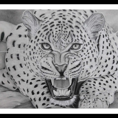Pencil Sketch - Fierce Leopard