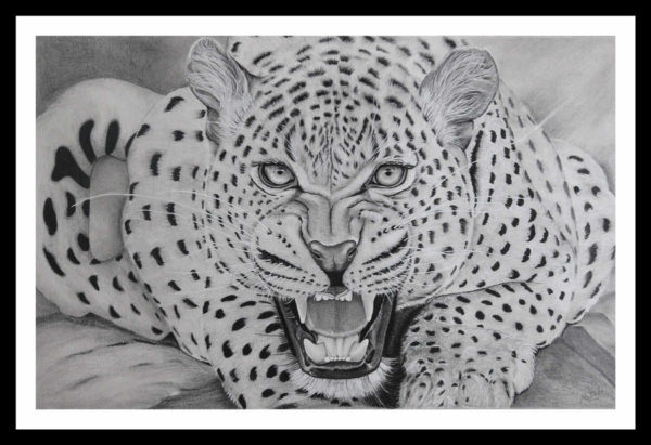 Pencil Sketch - Fierce Leopard