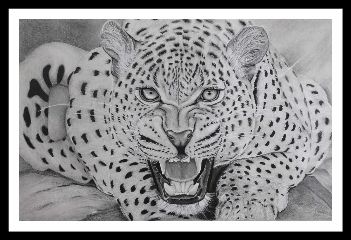 Pencil Sketch - Fierce Leopard | imagicArt